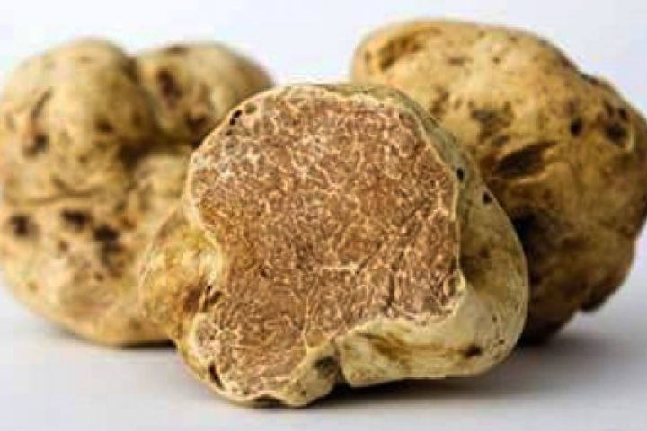 Bild: MOSTRA MERCATO TARTUFO BIANCO